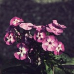 079 - Copy