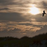Birdflyingweb