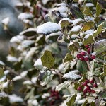 Snowberry