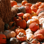 Pumpkins - small rez Pumpkins - small rez