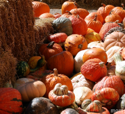 Pumpkins - small rez