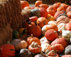 Pumpkins - small rez