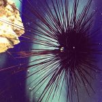 Urchin Urchin