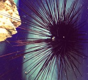 Urchin