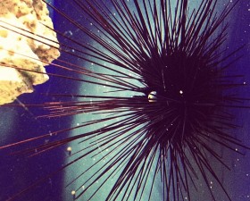 Urchin