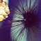 Urchin