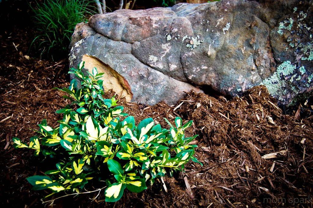 plant and boulder garden