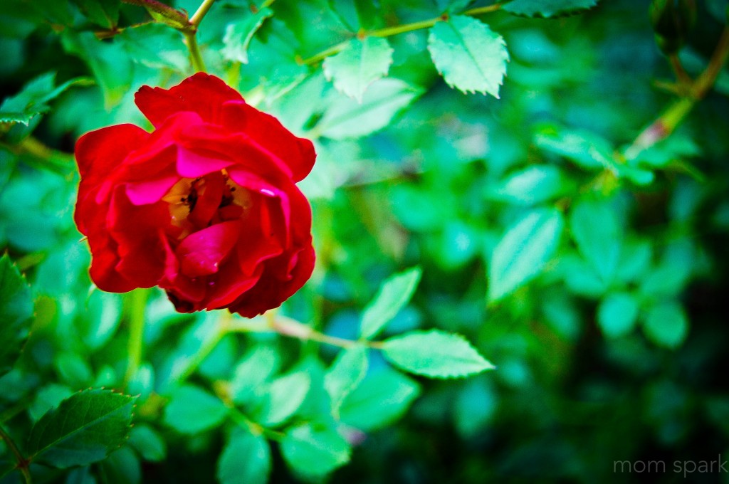 garden rose