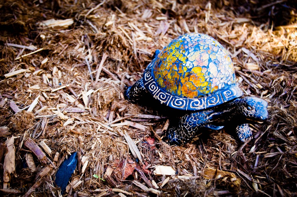 turtle in flower garden