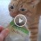 my cat from hell