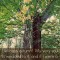 autumn quotes (1)