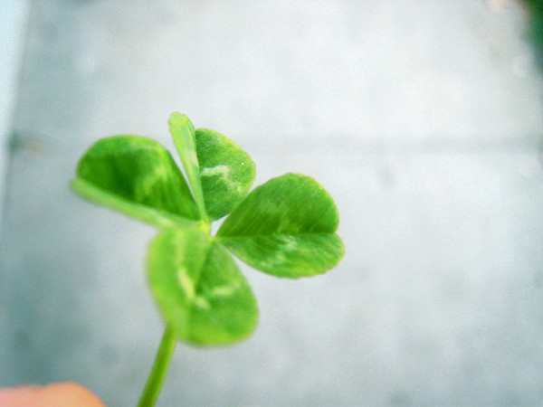 Have You Ever Found A Four Leaf Clover?