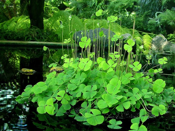 Shamrock Photography