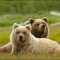 New Feaurette for Disneynature's BEARS #DisneynatureBears