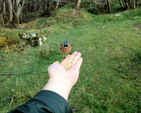 birds (1)