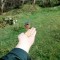 birds (1)