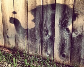 son shadow