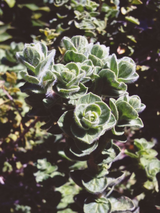 10 Ways To Use Marjoram Essential Oil Mom Spark Mom Blogger