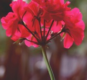 10 Ways To Use Geranium Essential Oil