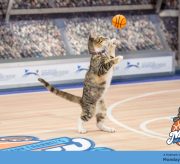 Hallmark Channel's #MeowMadness Twitter Party and Christmas Bracket Alert!