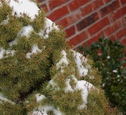 Snow on tree momspark.net