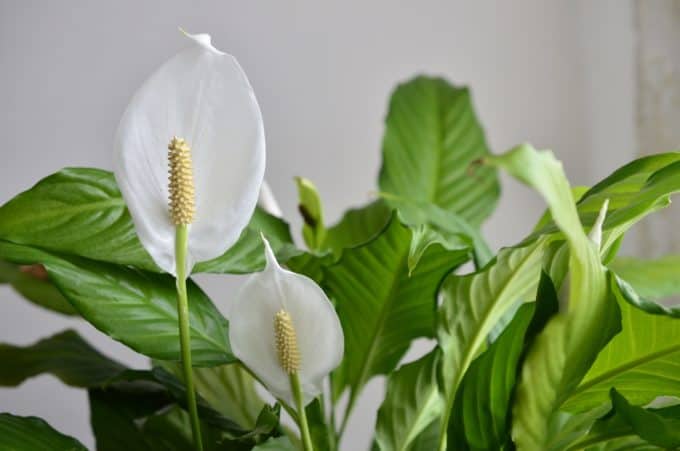 Peace Lilies (Spathiphyllum) - Poisonous Houseplants for Cats