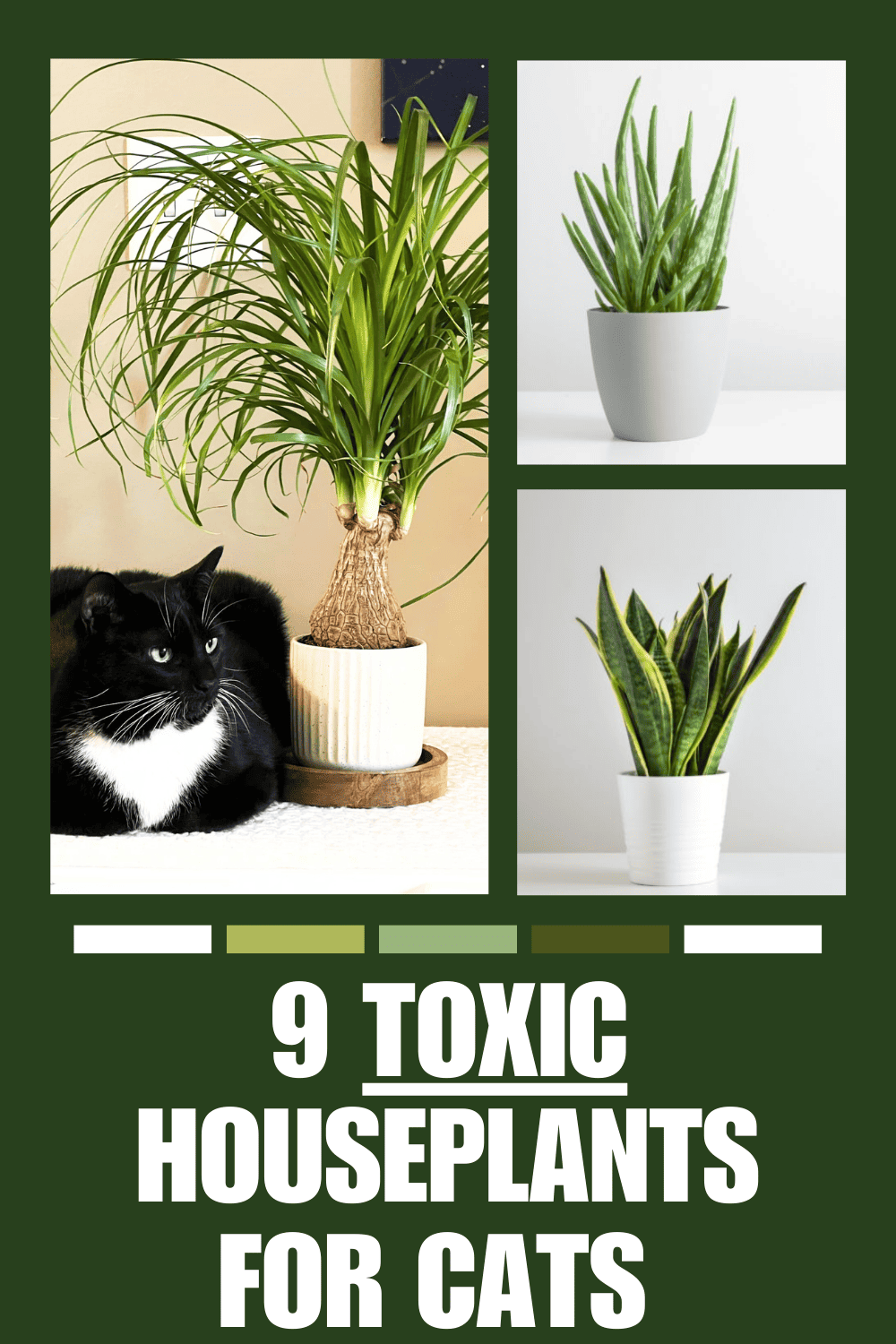 Picture of 9 Common Poisonous and Toxic Houseplants for Cats - Mom Spark